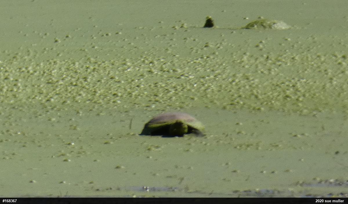 Painted Turtle