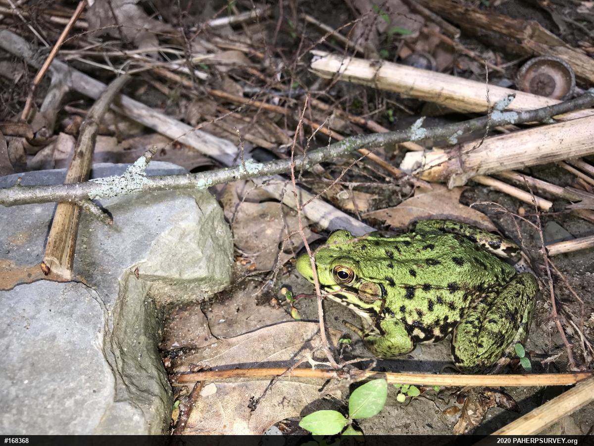 Green Frog
