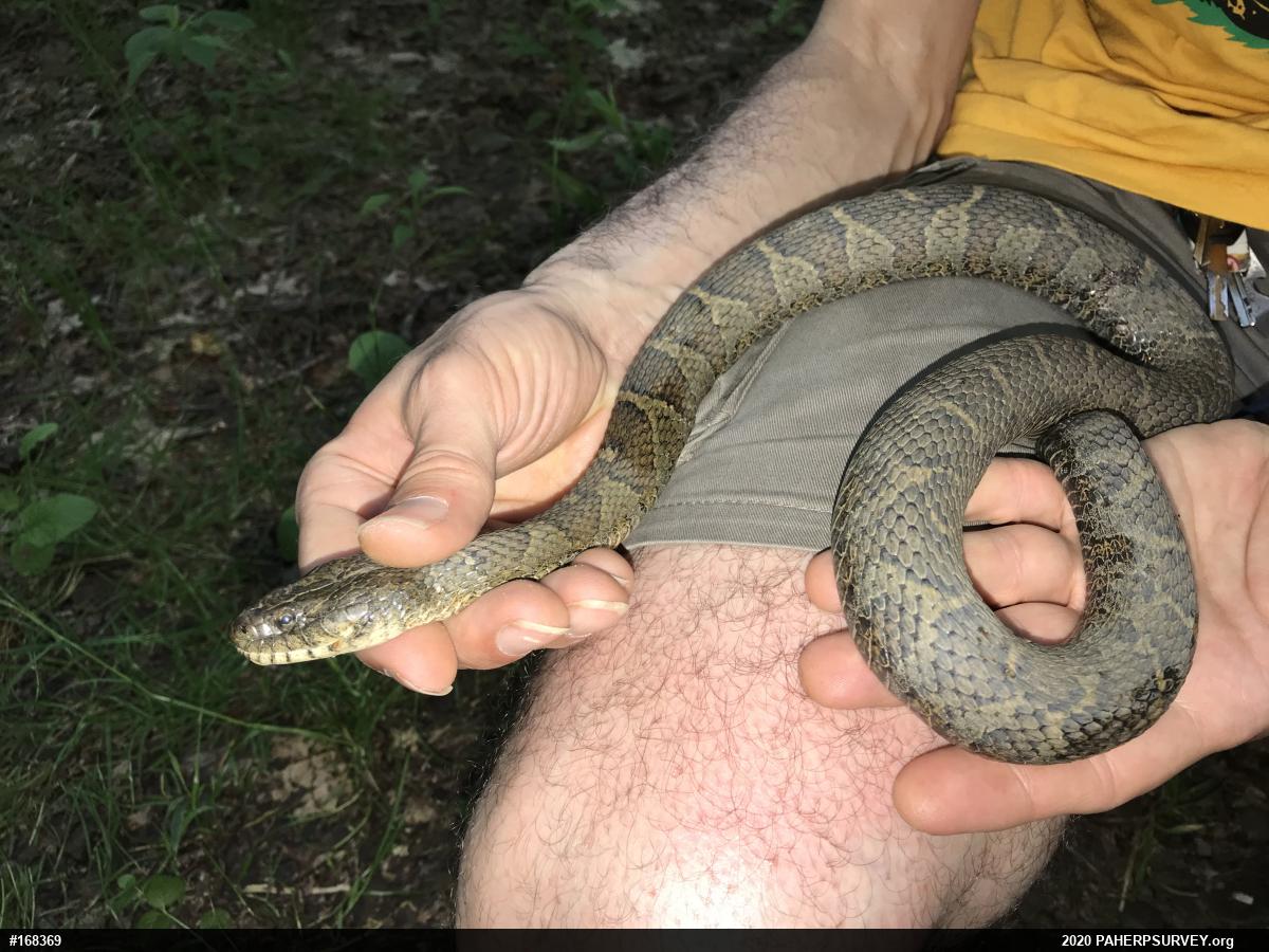 Northern Watersnake