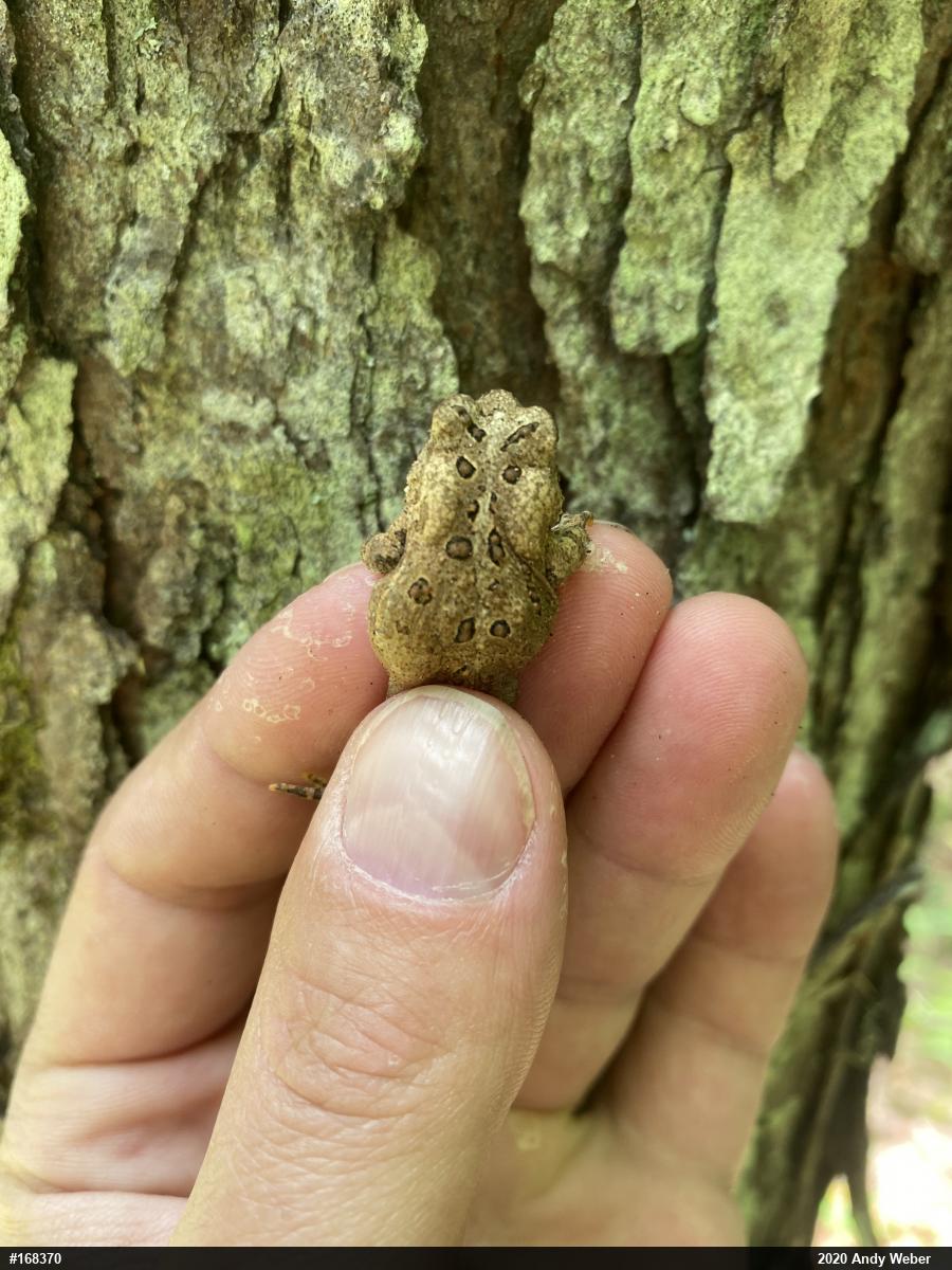 Eastern American Toad