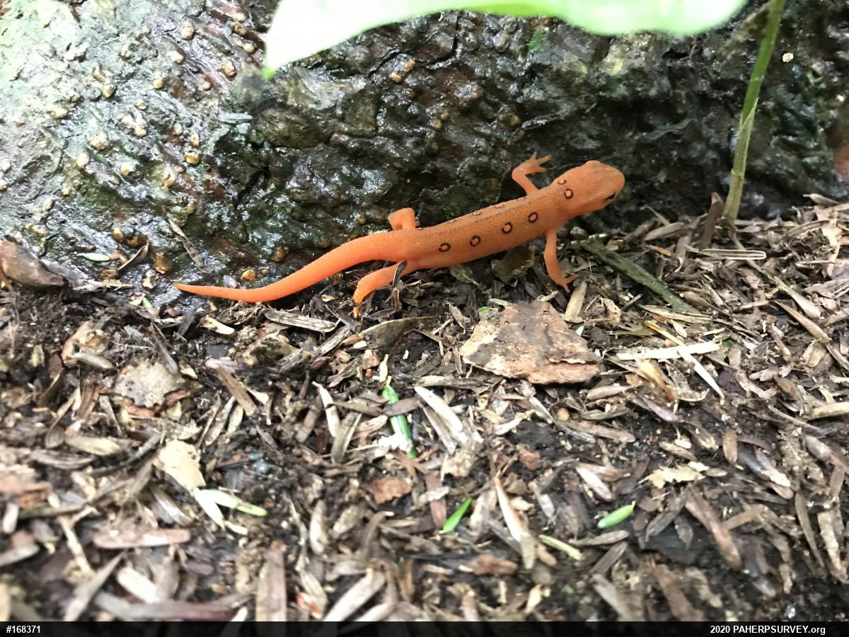 Red-spotted Newt