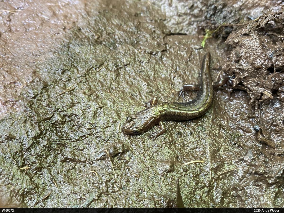 Allegheny Mountain Dusky Salamander