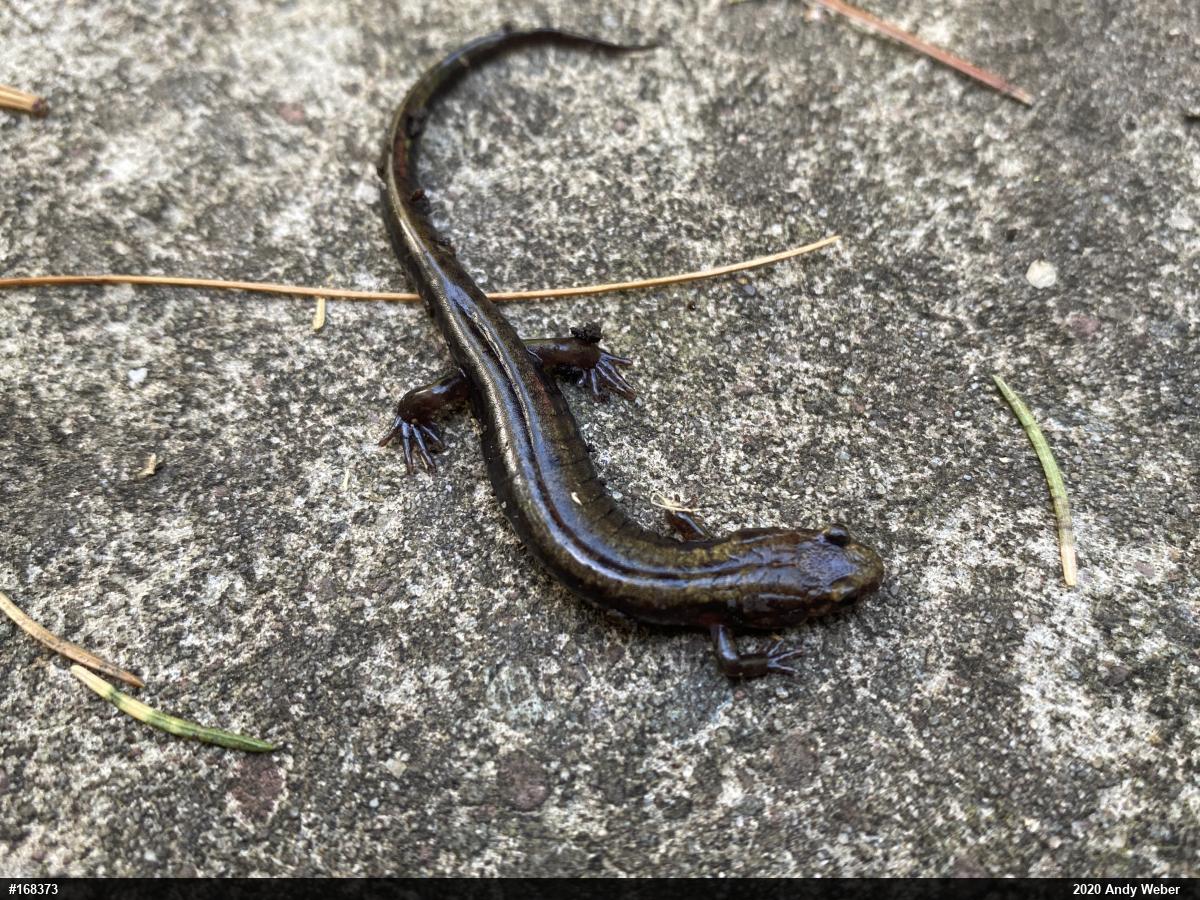 Allegheny Mountain Dusky Salamander