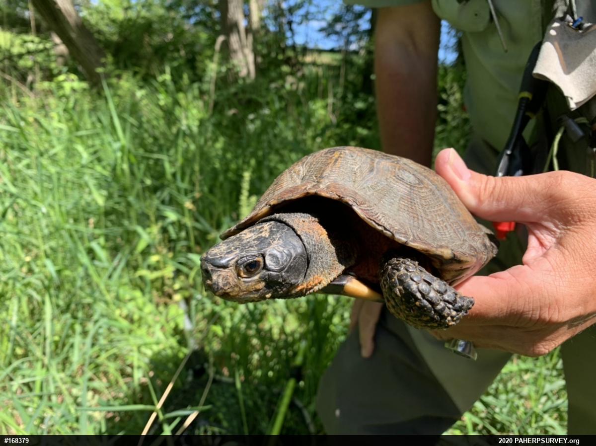 Wood Turtle