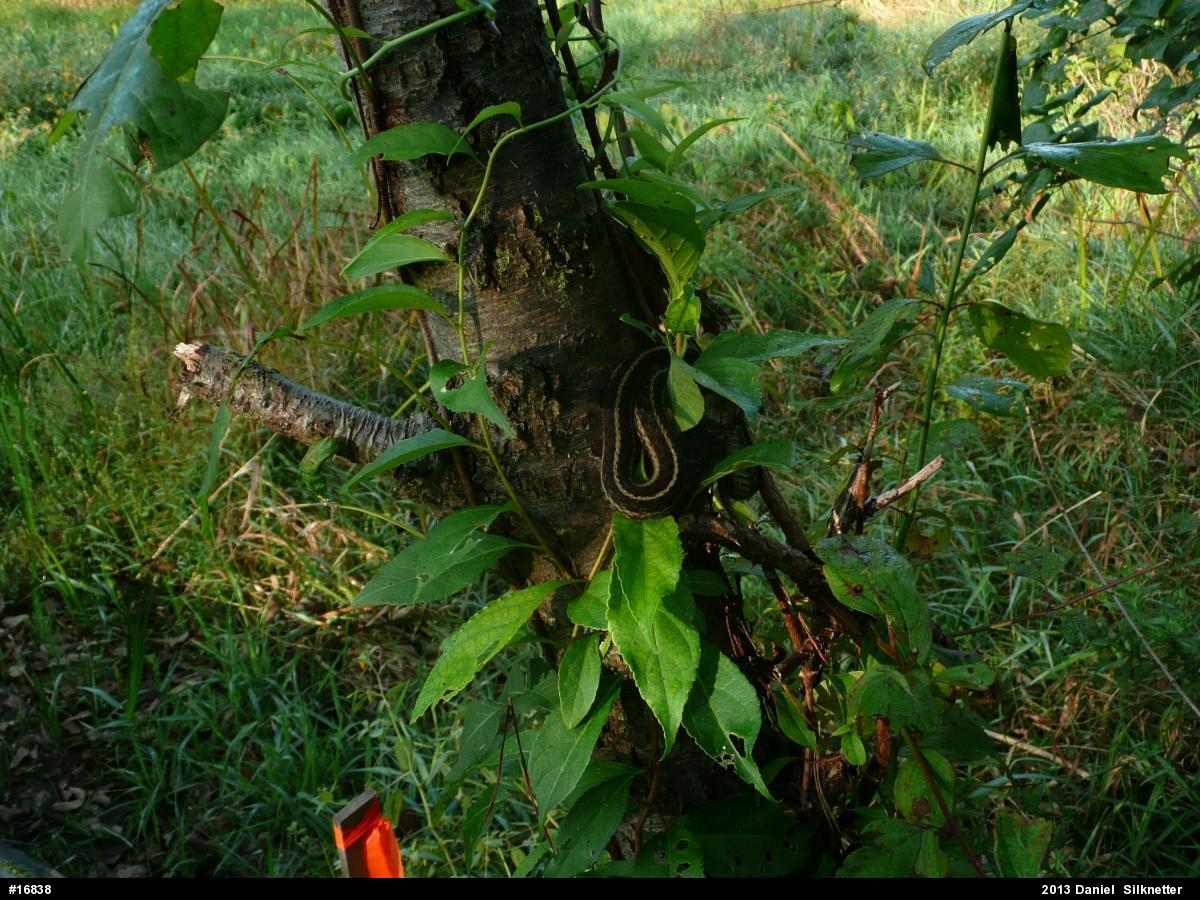 Eastern Gartersnake
