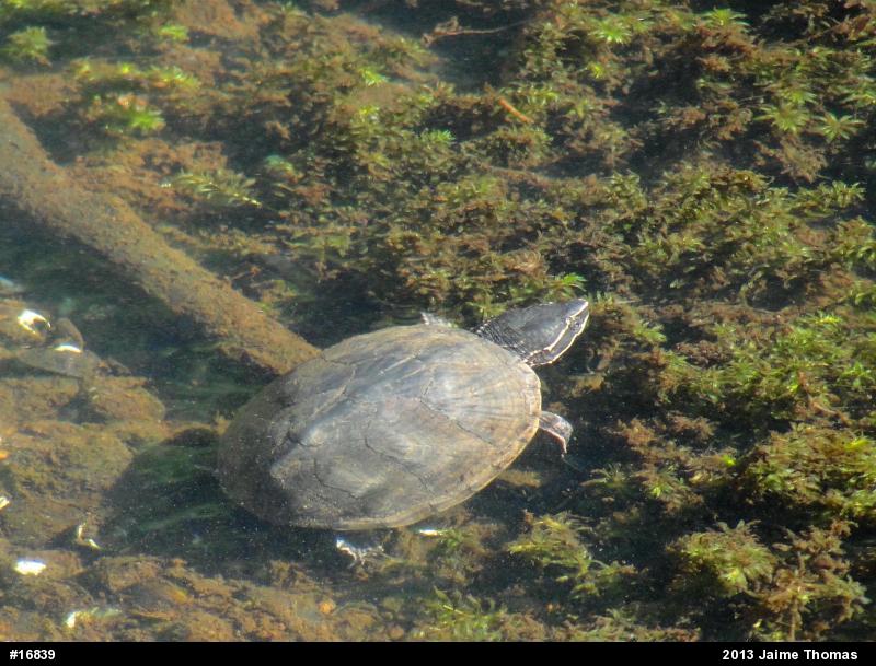 Eastern Musk Turtle
