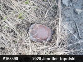 Wood Turtle