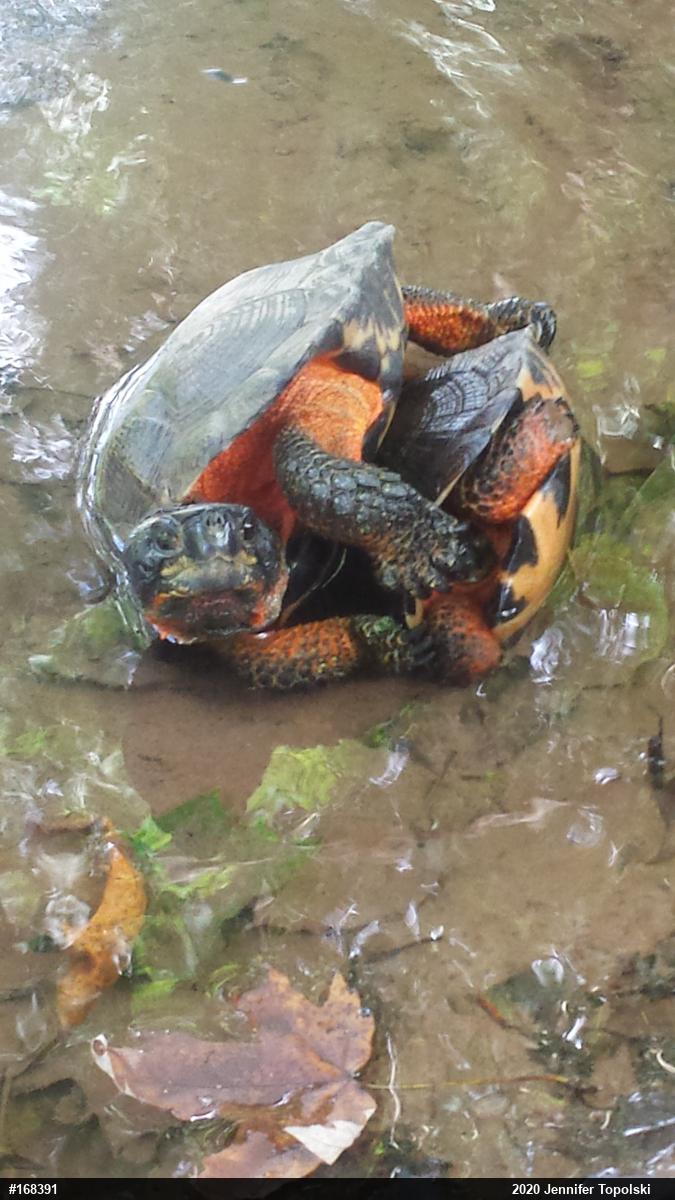 Wood Turtle