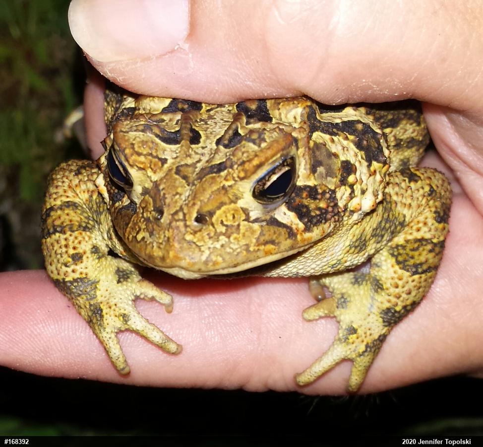 Eastern American Toad
