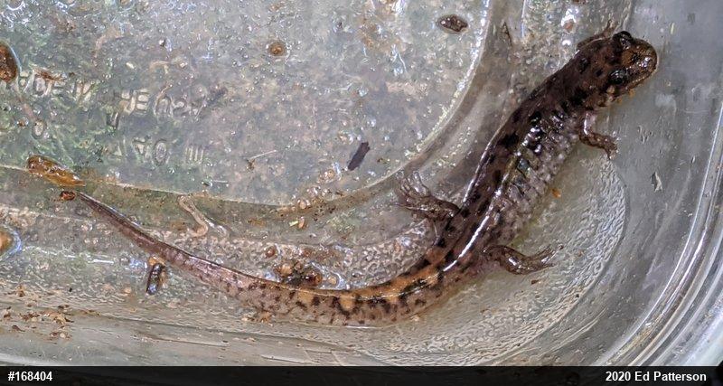 Seal Salamander