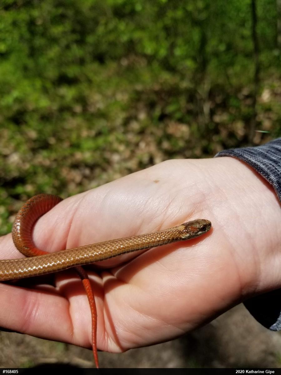Red-bellied Snake
