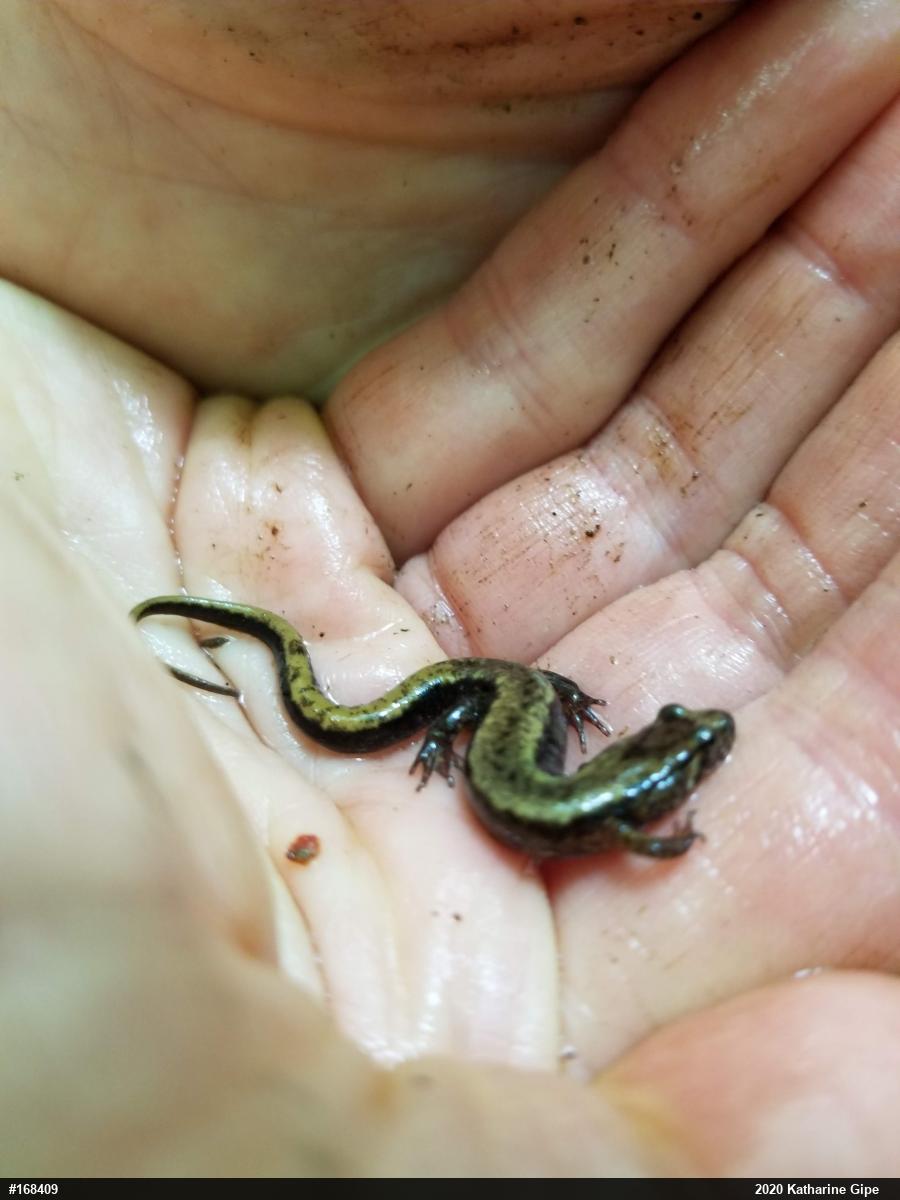 Allegheny Mountain Dusky Salamander