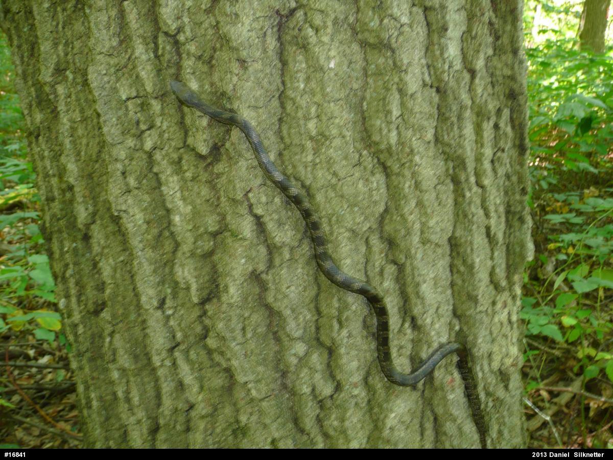 Eastern Ratsnake