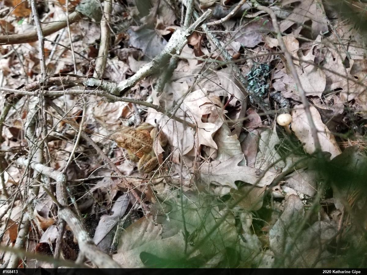 Eastern American Toad