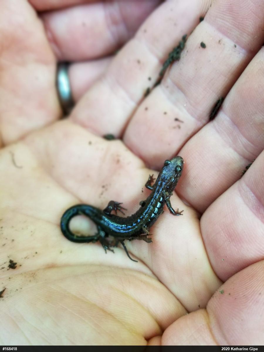 Allegheny Mountain Dusky Salamander