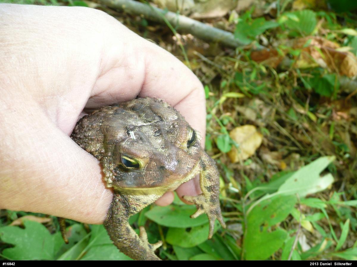 Eastern American Toad