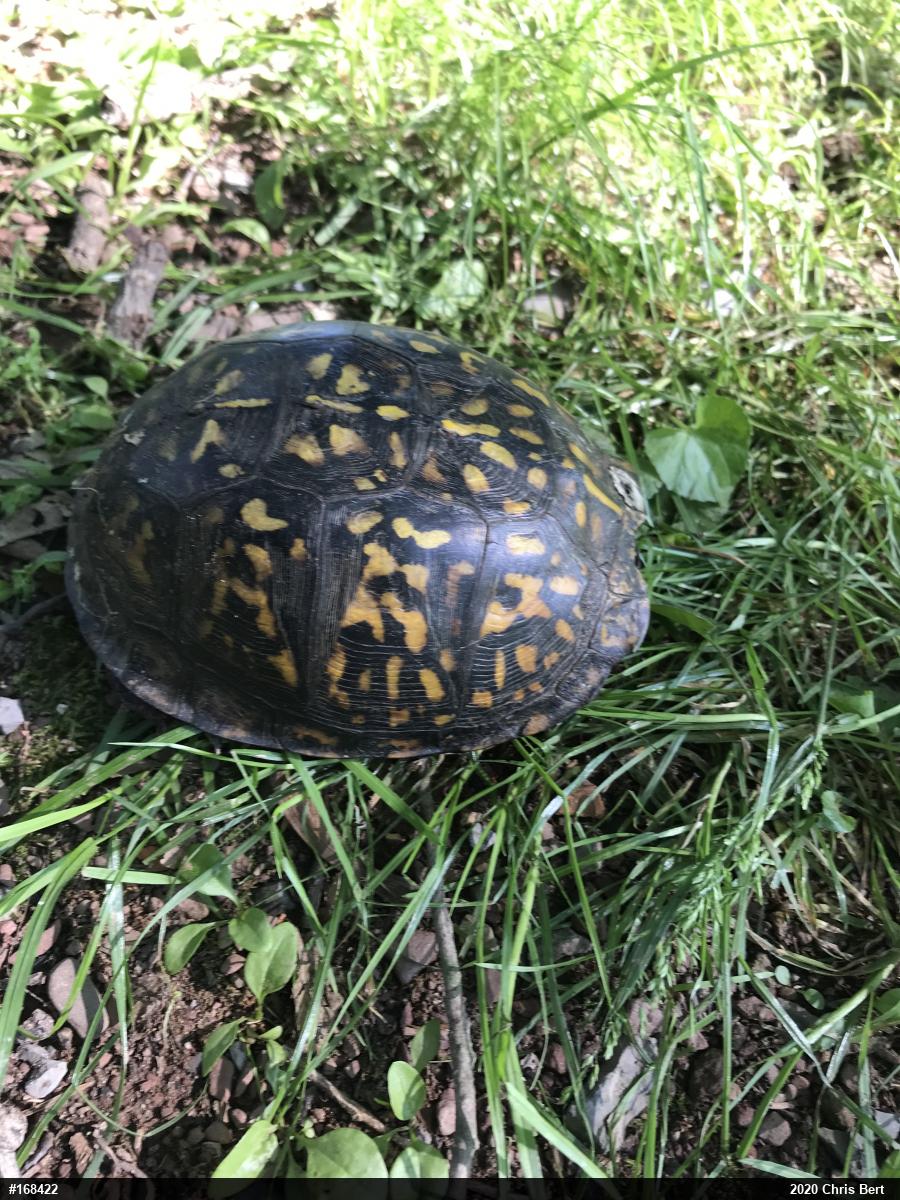 Eastern Box Turtle