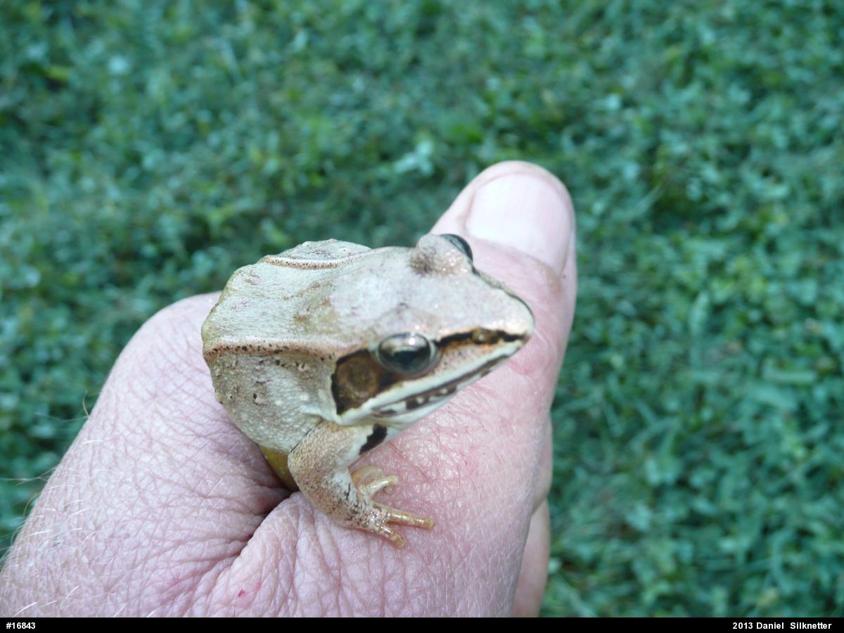 Wood Frog