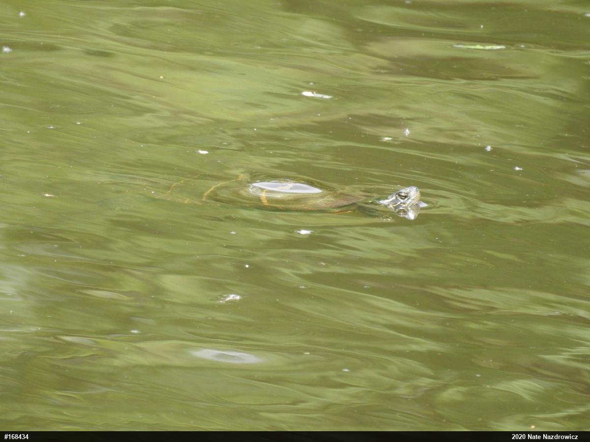Painted Turtle