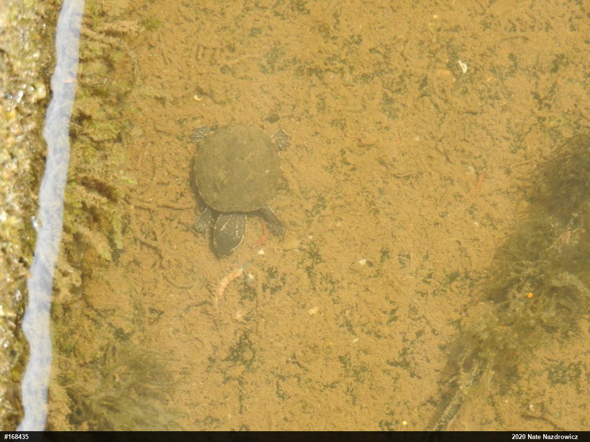 Eastern Musk Turtle