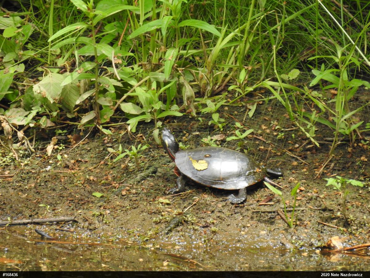 Eastern Painted Turtle