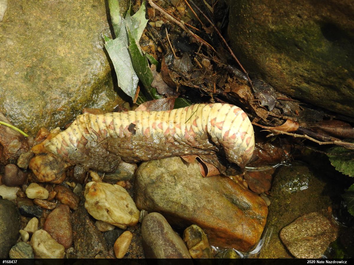 Northern Watersnake