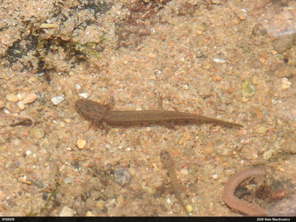 Northern Two-lined Salamander