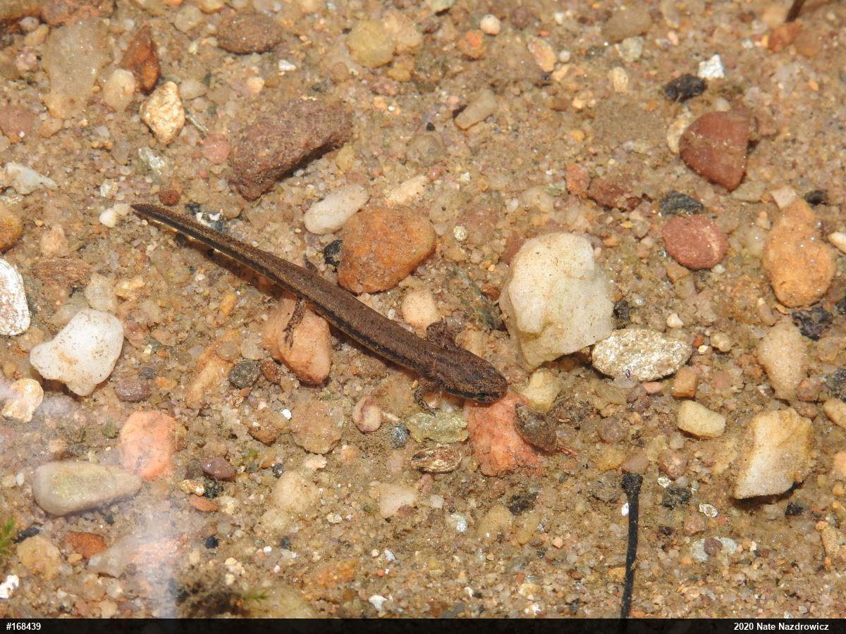 Eastern Long-tailed Salamander