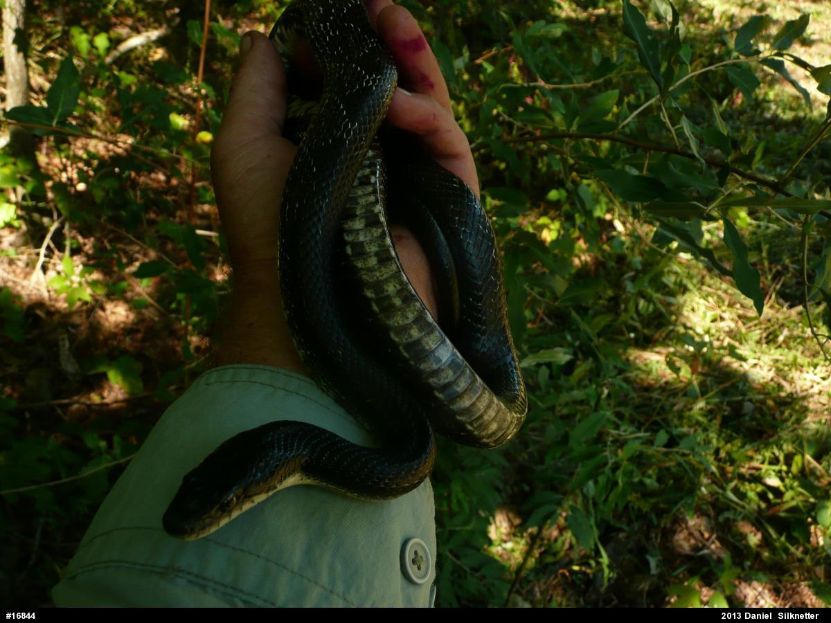 Eastern Ratsnake