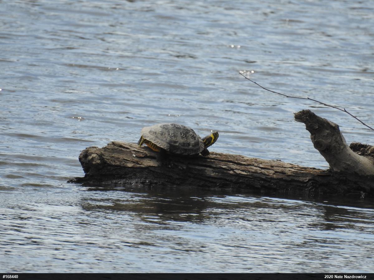 Yellow-bellied Slider