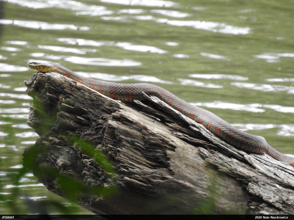 Northern Watersnake