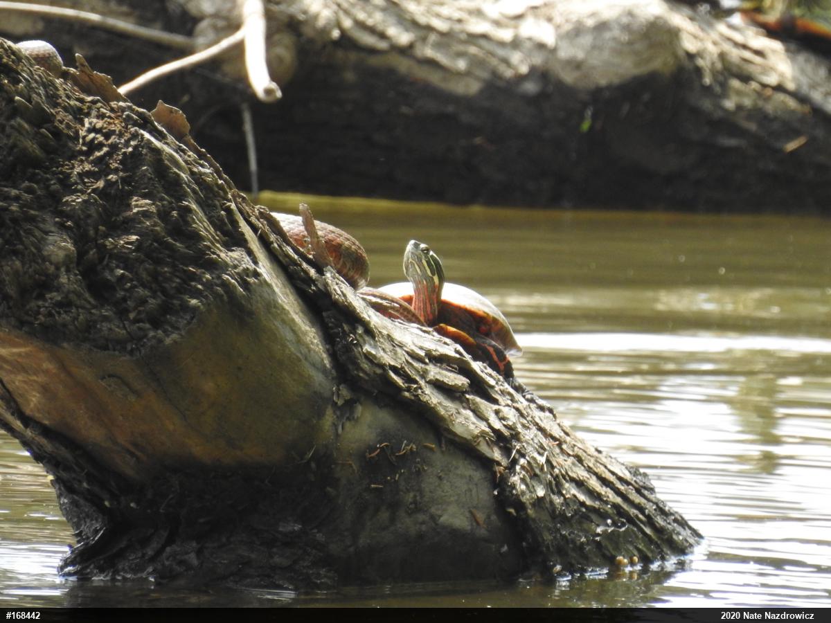 Painted Turtle