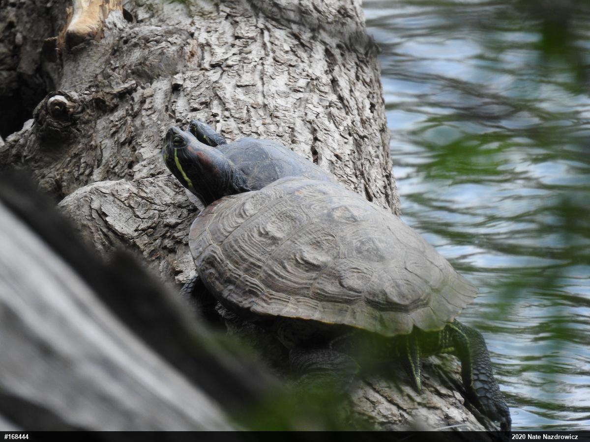 Red-eared Slider