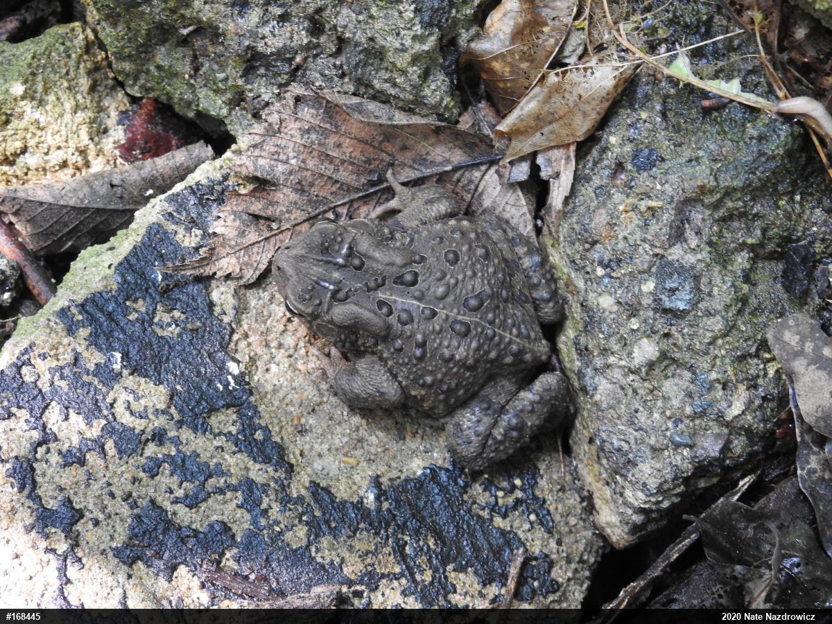 Eastern American Toad