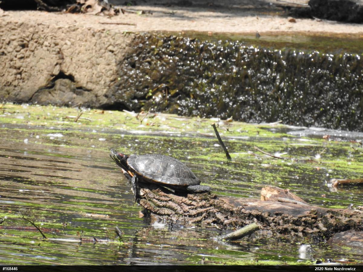Red-eared Slider