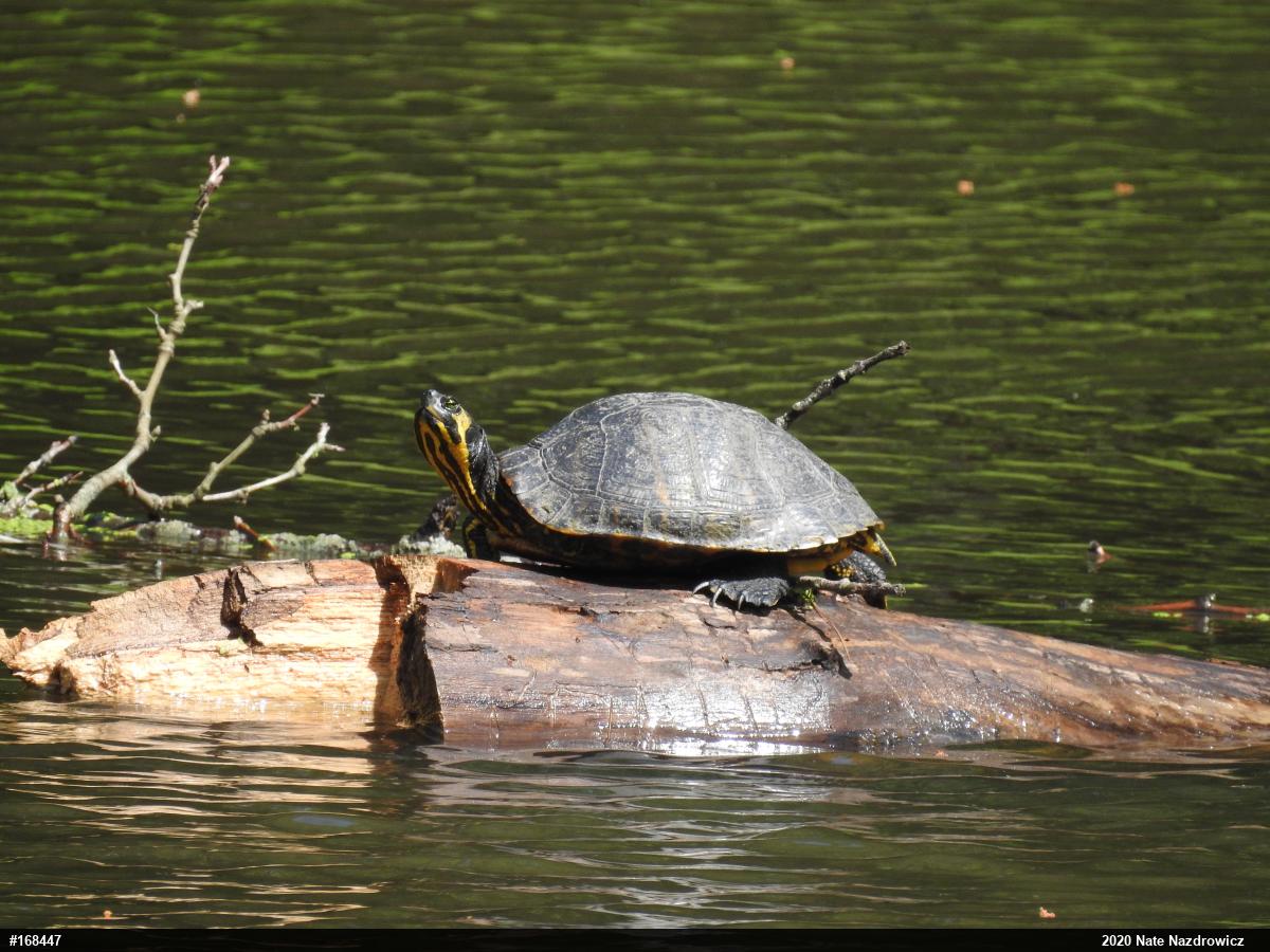 Yellow-bellied Slider