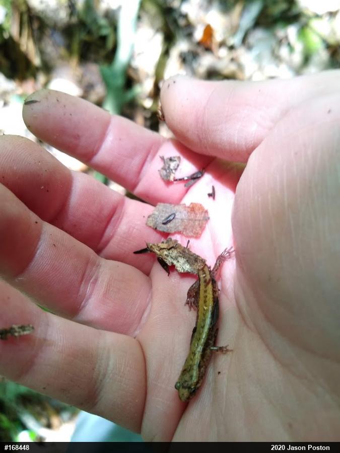 Allegheny Mountain Dusky Salamander