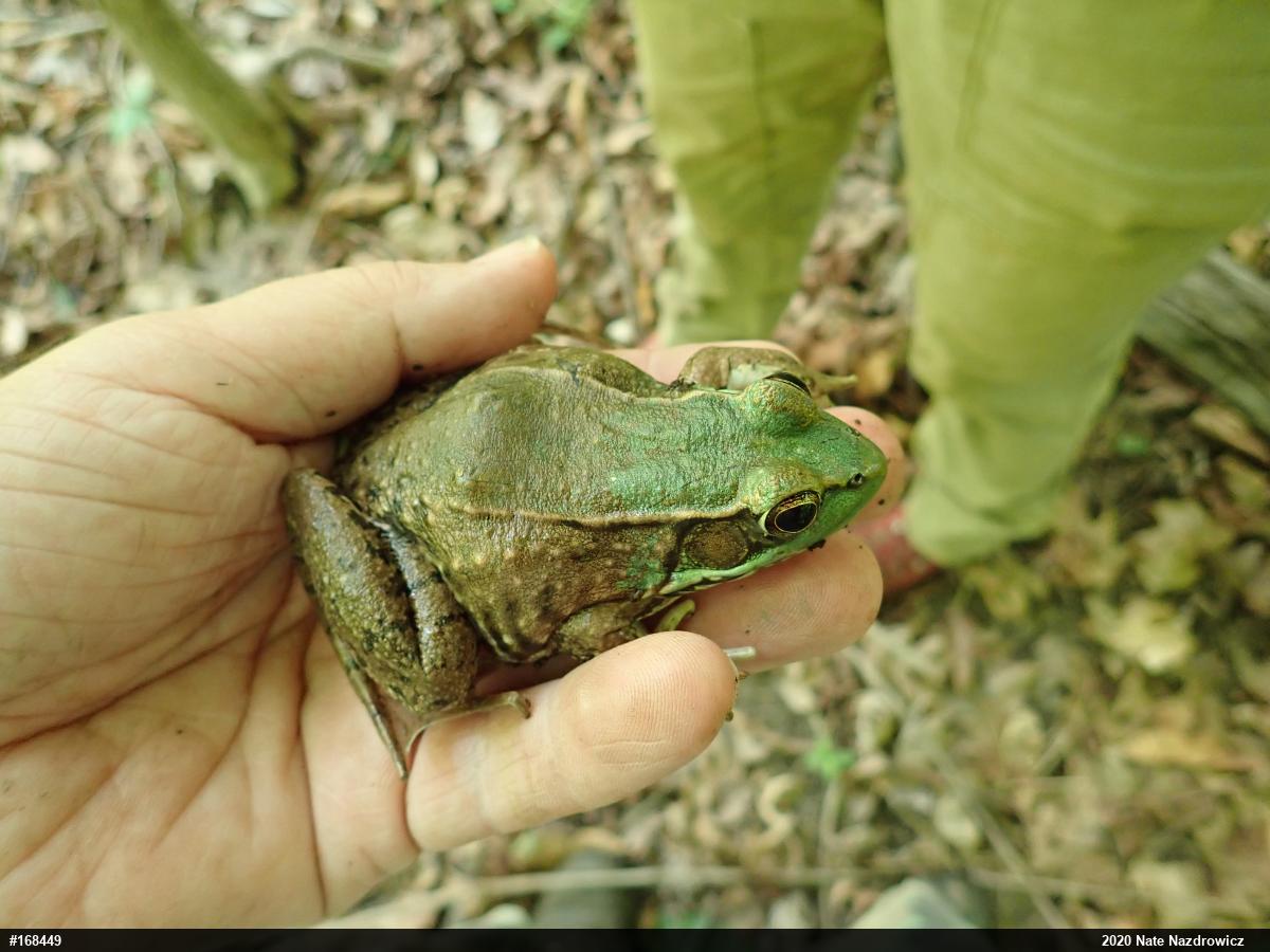 Green Frog