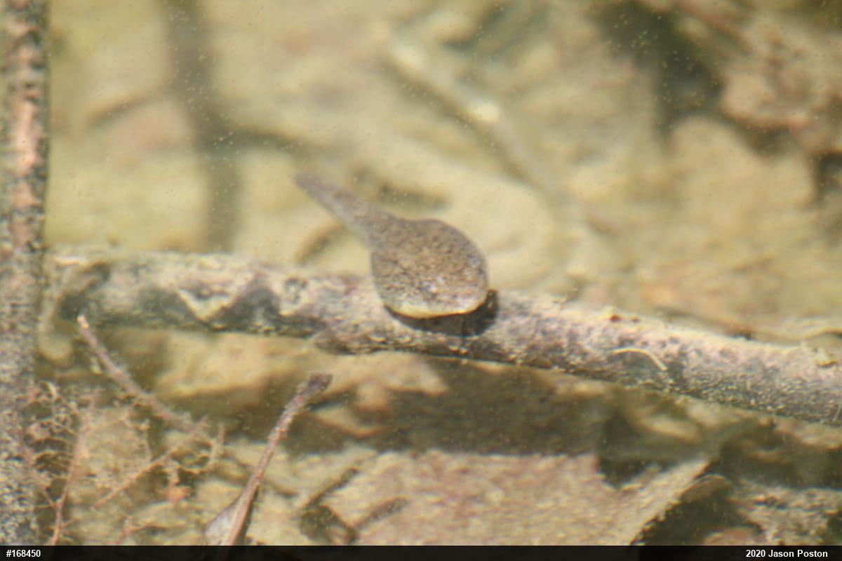 Green Frog