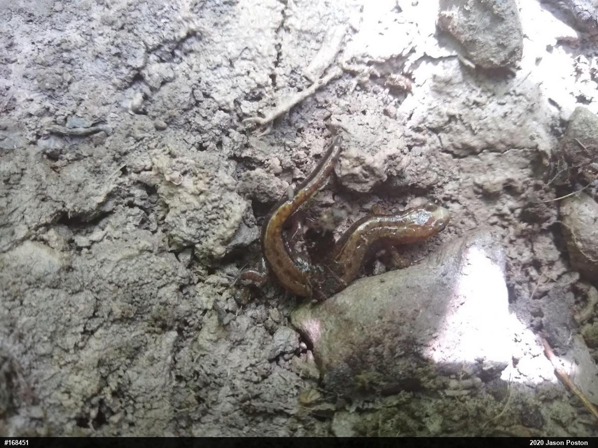 Allegheny Mountain Dusky Salamander