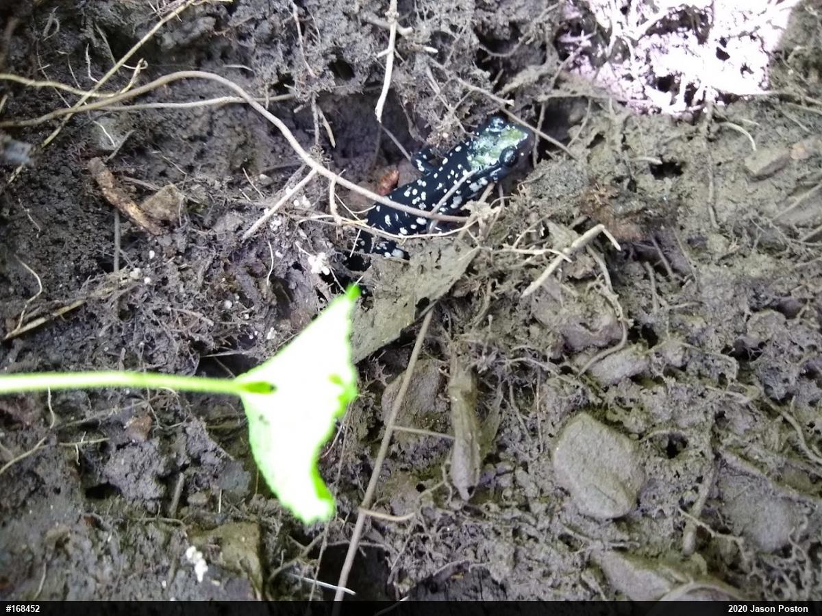Northern Slimy Salamander