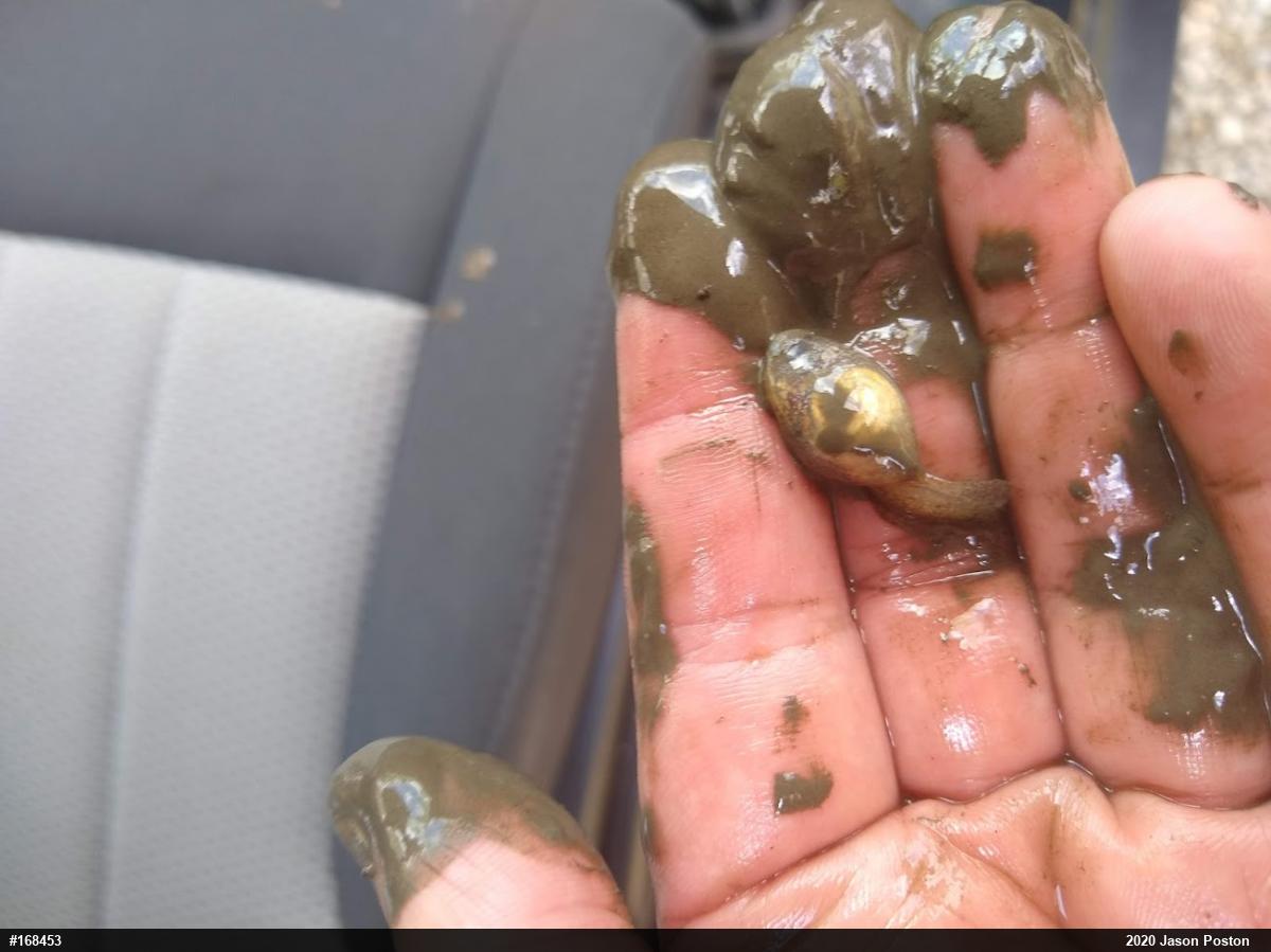 Wood Frog