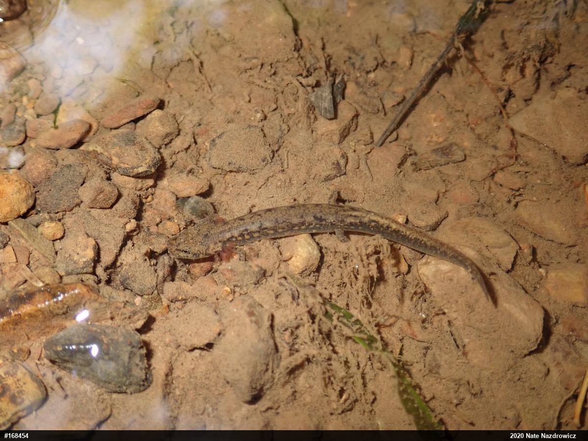 Northern Two-lined Salamander