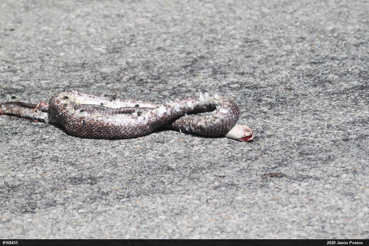 Eastern Ratsnake