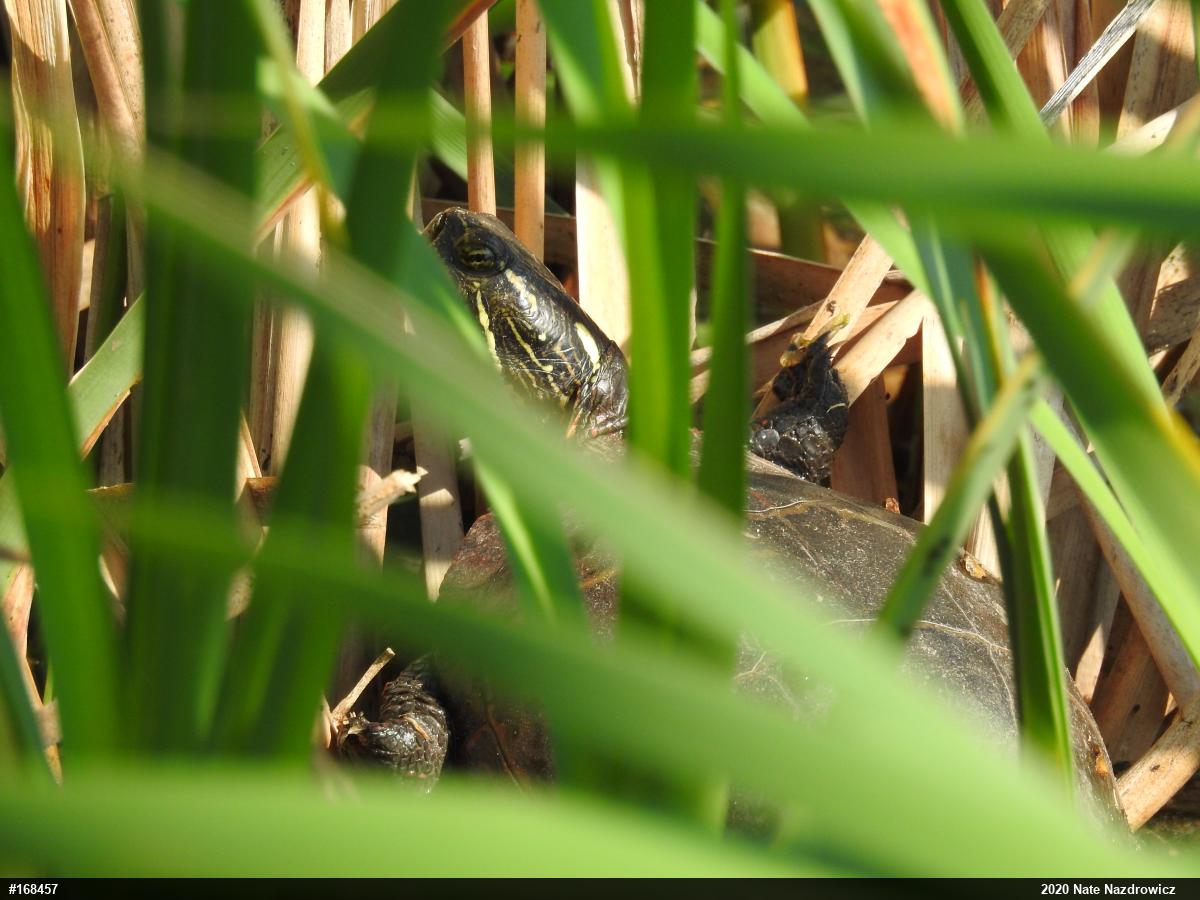 Eastern Painted Turtle