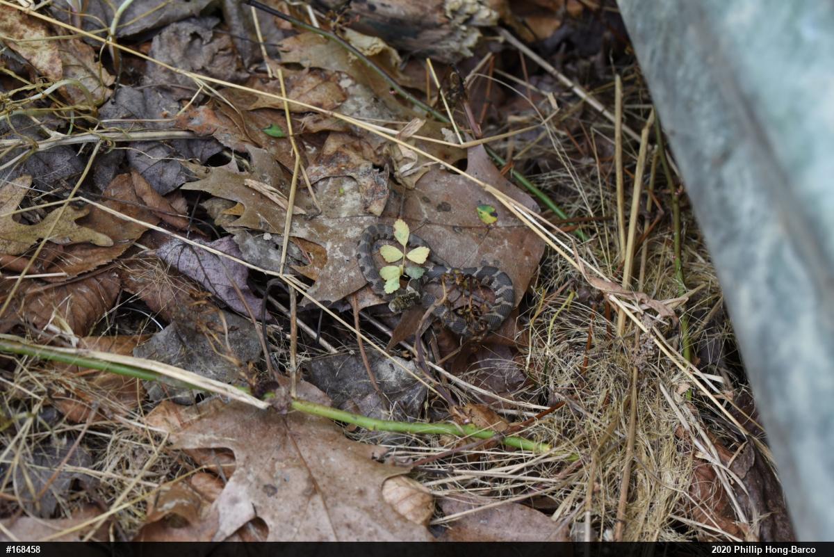 Northern Watersnake