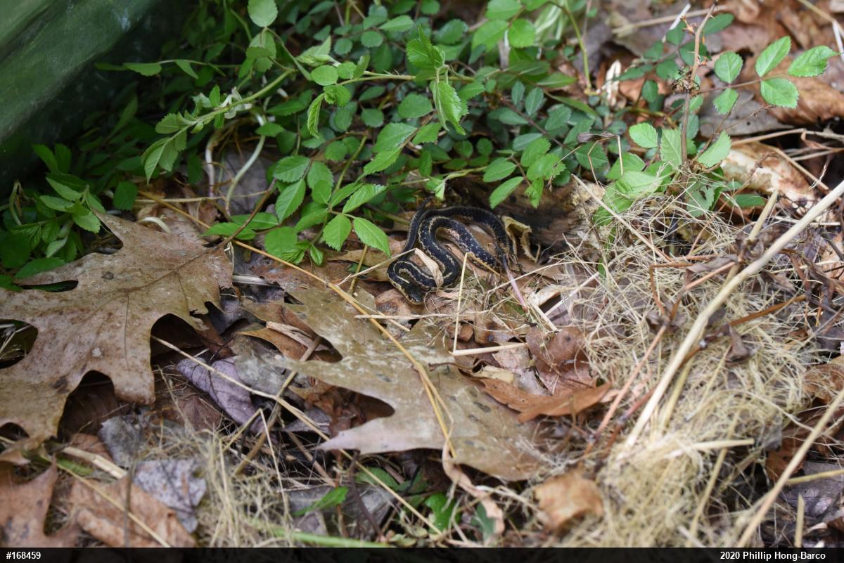 Eastern Gartersnake