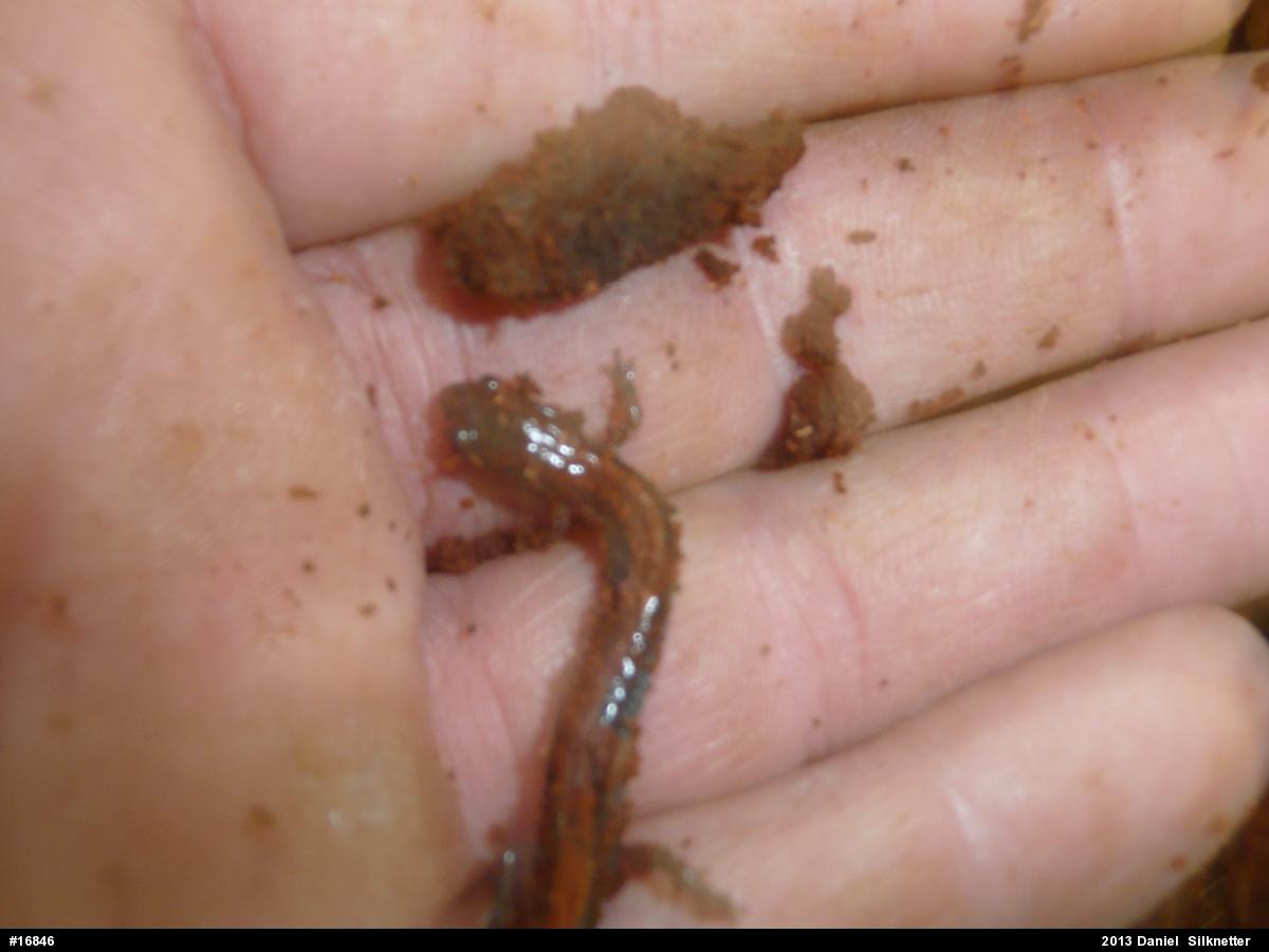 Eastern Red-backed  Salamander
