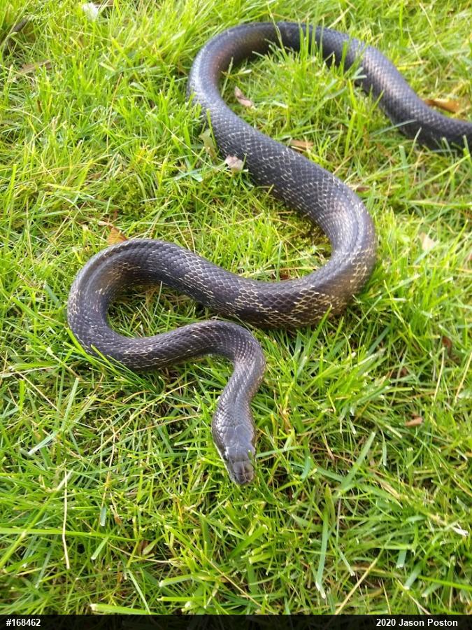Eastern Ratsnake