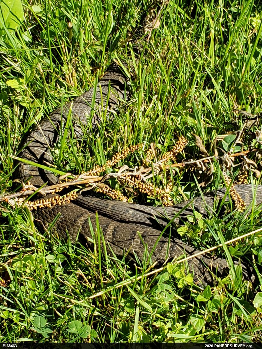 Northern Watersnake
